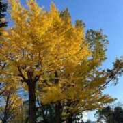 ヒメ日記 2025/12/11 15:46 投稿 みおん 横浜シンデレラ（シンデレラグループ）