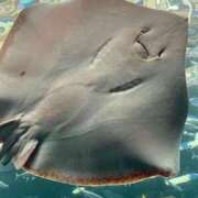 ヒメ日記 2026/02/10 11:34 投稿 はなよ 小岩ときめき女学園