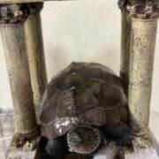 ヒメ日記 2025/10/16 10:44 投稿 秋乃ちふゆ 五十路マダムエクスプレス船橋店(カサブランカグループ)