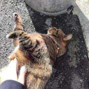 ヒメ日記 2025/11/21 06:20 投稿 かえで The White