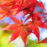 友坂みさき 11月🍁 ミセス・レヴォアール～再会～