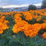 ヒメ日記 2025/11/09 12:07 投稿 新人ゆきな ミスミセス