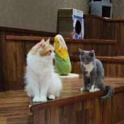 ヒメ日記 2025/12/25 10:37 投稿 新人ゆきな ミスミセス