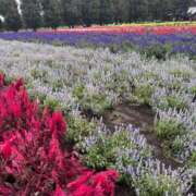 ヒメ日記 2025/10/22 12:13 投稿 夏樹みくる Cawaiiハイ！スクールリターンズ