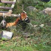 夏樹みくる 予定💌🧸 Cawaiiハイ！スクールリターンズ