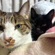 ヒメ日記 2026/01/01 20:15 投稿 夏樹みくる Cawaiiハイ！スクールリターンズ