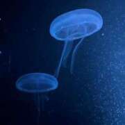 ヒメ日記 2025/11/15 18:11 投稿 星空　きらら NADIA京都店