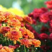 ヒメ日記 2025/10/28 22:40 投稿 まき 妻天 尼崎店