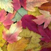 ヒメ日記 2025/11/10 23:20 投稿 まき 妻天 尼崎店