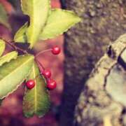 ヒメ日記 2025/11/18 23:20 投稿 まき 妻天 尼崎店