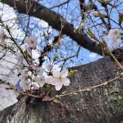 ヒメ日記 2026/03/26 13:27 投稿 まき 妻天 尼崎店
