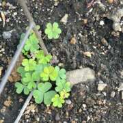 ヒメ日記 2026/03/18 21:13 投稿 あみか 藤沢人妻城