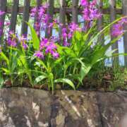 ヒメ日記 2026/04/21 14:31 投稿 ちふゆ TSUBAKI(ツバキ)