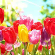 ヒメ日記 2025/12/13 22:50 投稿 綾川佳乃 五十路マダムエクスプレス横浜店（カサブランカグループ）