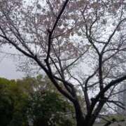 ヒメ日記 2026/04/03 14:07 投稿 あおい 新潟デリヘル倶楽部