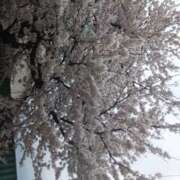 ヒメ日記 2026/04/07 14:06 投稿 あおい 新潟デリヘル倶楽部