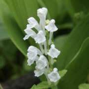 ヒメ日記 2025/11/02 23:18 投稿 ましろ 川崎三浦屋