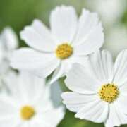 ヒメ日記 2025/11/04 23:55 投稿 ましろ 川崎三浦屋