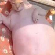 ヒメ日記 2025/11/07 09:14 投稿 倉永のろ しこたま奥様　熊本店