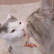 ヒメ日記 2025/11/18 14:54 投稿 倉永のろ しこたま奥様　熊本店