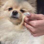 ヒメ日記 2026/01/18 14:56 投稿 かのん SAPPORO ばつぐんnet