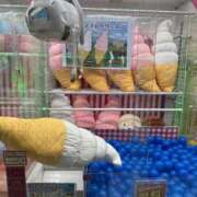 ヒメ日記 2026/03/28 15:16 投稿 かのん SAPPORO ばつぐんnet