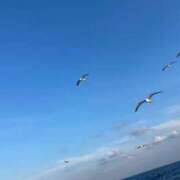 ヒメ日記 2025/11/19 08:48 投稿 みるん しゃんぜりぜ