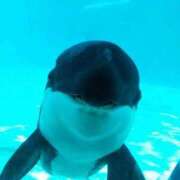 ヒメ日記 2025/11/27 11:24 投稿 みるん しゃんぜりぜ