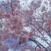 ヒメ日記 2026/03/19 12:04 投稿 みるん しゃんぜりぜ