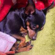 ヒメ日記 2025/11/16 11:00 投稿 らん アメリカンクリスタル