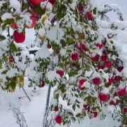 ヒメ日記 2025/11/24 16:28 投稿 香月優子(ゆうこ) 東京不倫～とうきょうふりん～