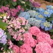 ヒメ日記 2026/06/11 16:38 投稿 香月優子(ゆうこ) 東京不倫～とうきょうふりん～