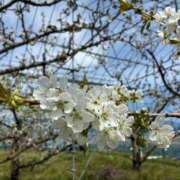 ヒメ日記 2026/04/18 18:55 投稿 高坂まき MIRAI TOKYO 六本木店