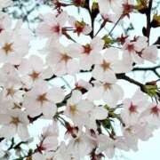 ヒメ日記 2026/04/01 22:14 投稿 高坂まき MIRAI TOKYO 新宿店