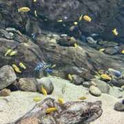 ヒメ日記 2025/11/15 07:31 投稿 ゆら いきなりまかさんかい