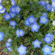 ヒメ日記 2026/04/06 17:30 投稿 莉愛【りあ】 ギャルズネットワークネクスト 京都