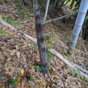 ヒメ日記 2026/04/20 14:19 投稿 奏(かなで) PLUS十三店