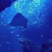 ヒメ日記 2025/10/16 09:30 投稿 うみ おいしい奥様