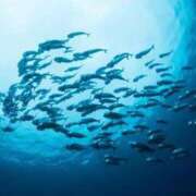 ヒメ日記 2025/10/17 12:10 投稿 うみ おいしい奥様