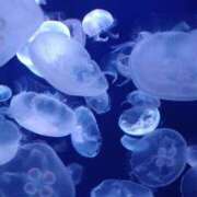 ヒメ日記 2025/10/18 19:13 投稿 うみ おいしい奥様