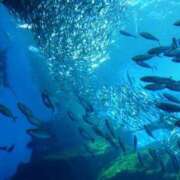 ヒメ日記 2025/10/22 12:16 投稿 うみ おいしい奥様