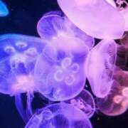 ヒメ日記 2025/10/29 12:02 投稿 うみ おいしい奥様