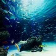 うみ オキニトーク解禁 おいしい奥様