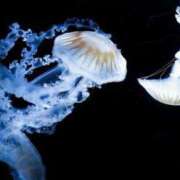 ヒメ日記 2026/02/12 21:52 投稿 うみ おいしい奥様