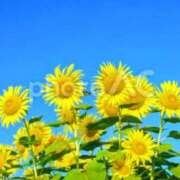 アイビー 私の色々。 飾窓