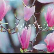 ヒメ日記 2026/01/15 20:34 投稿 アイビー 飾窓