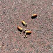 ヒメ日記 2025/10/15 13:32 投稿 咲耶はな 五十路マダムエクスプレス横浜店（カサブランカグループ）