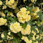 ヒメ日記 2025/10/17 13:58 投稿 咲耶はな 五十路マダムエクスプレス横浜店（カサブランカグループ）