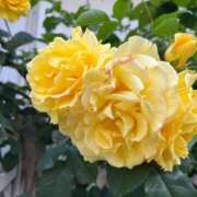 ヒメ日記 2025/10/22 18:42 投稿 咲耶はな 五十路マダムエクスプレス横浜店（カサブランカグループ）