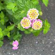 ヒメ日記 2025/10/28 17:20 投稿 咲耶はな 五十路マダムエクスプレス横浜店（カサブランカグループ）